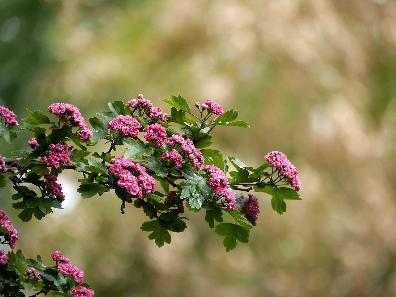 wood bloom nature free photo