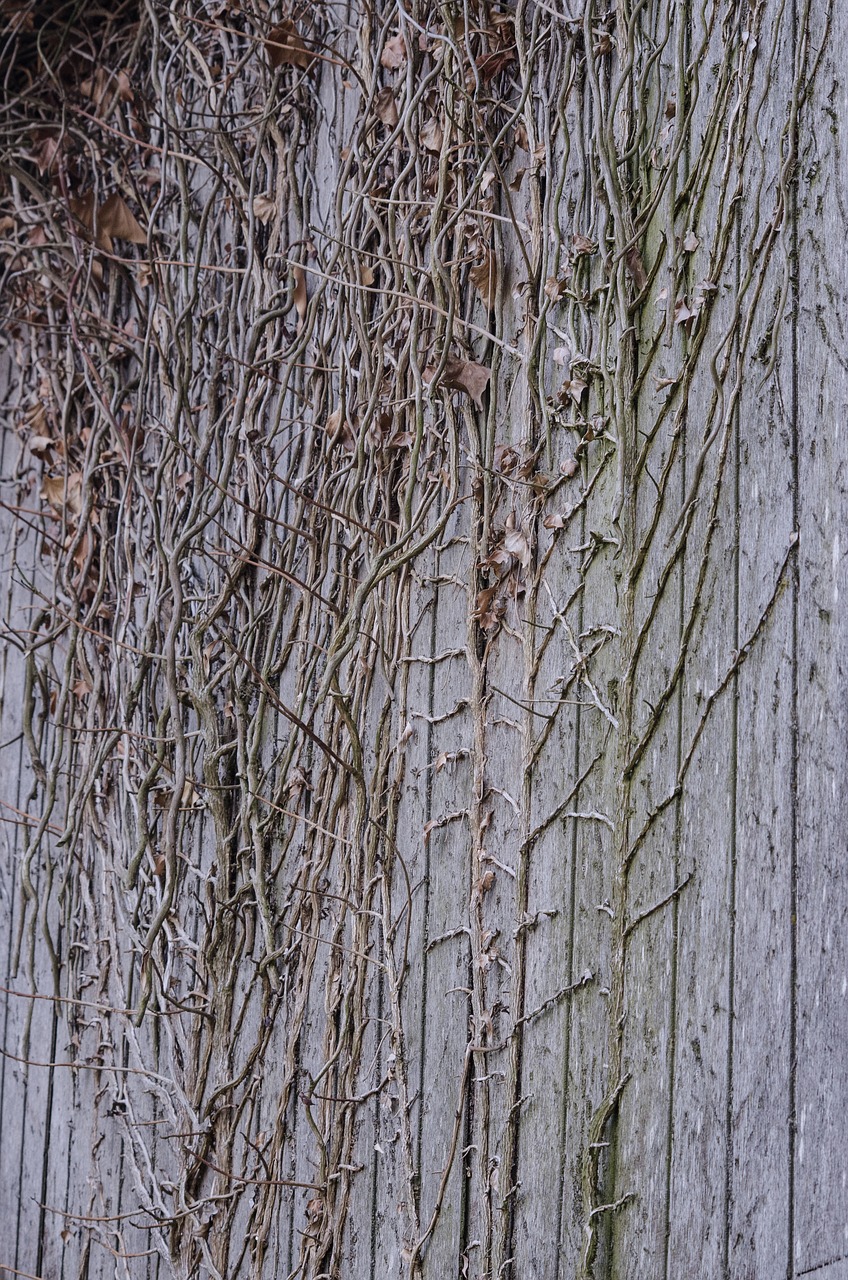 wood branches wall free photo