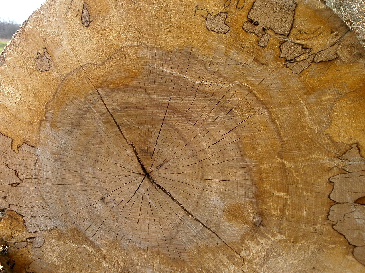 wood structure annual rings free photo