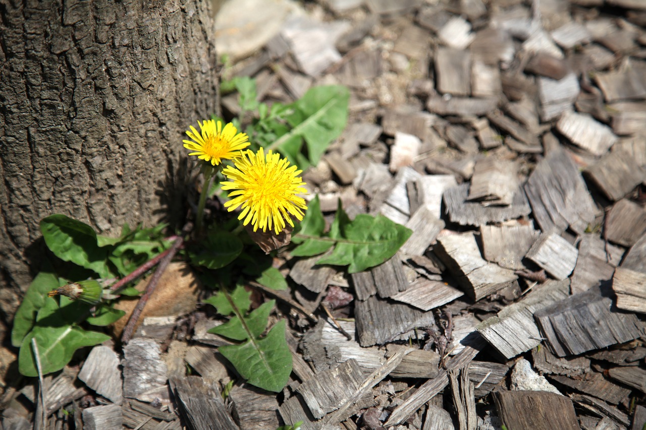 wood flowers dandelion free photo