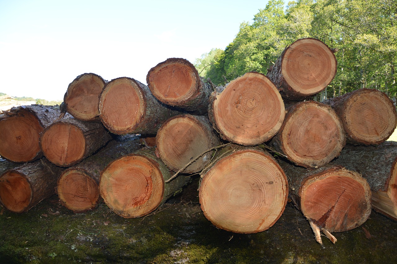 wood trunks tree free photo