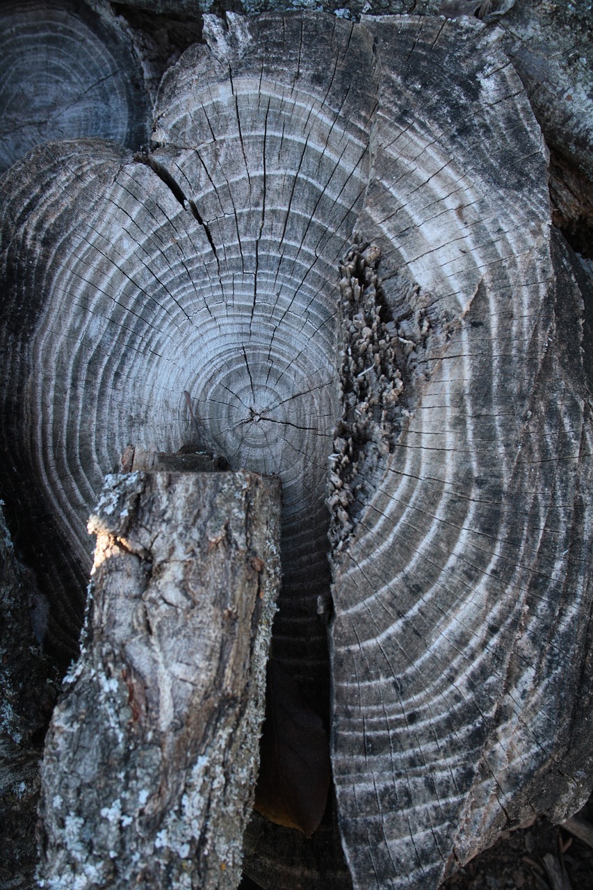 wood trunk rings free photo