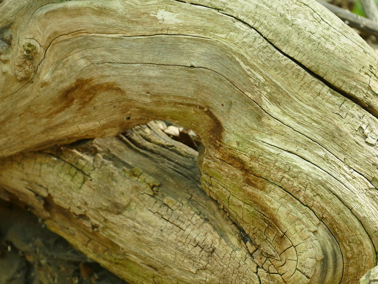 wood root nature free photo