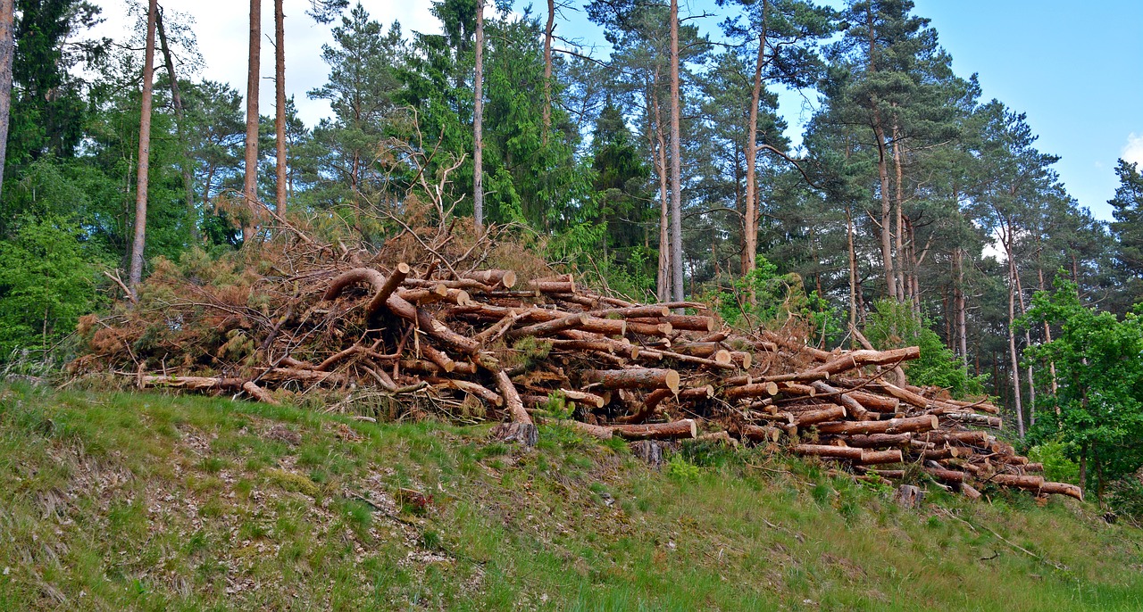 wood holzstapel timber industry free photo