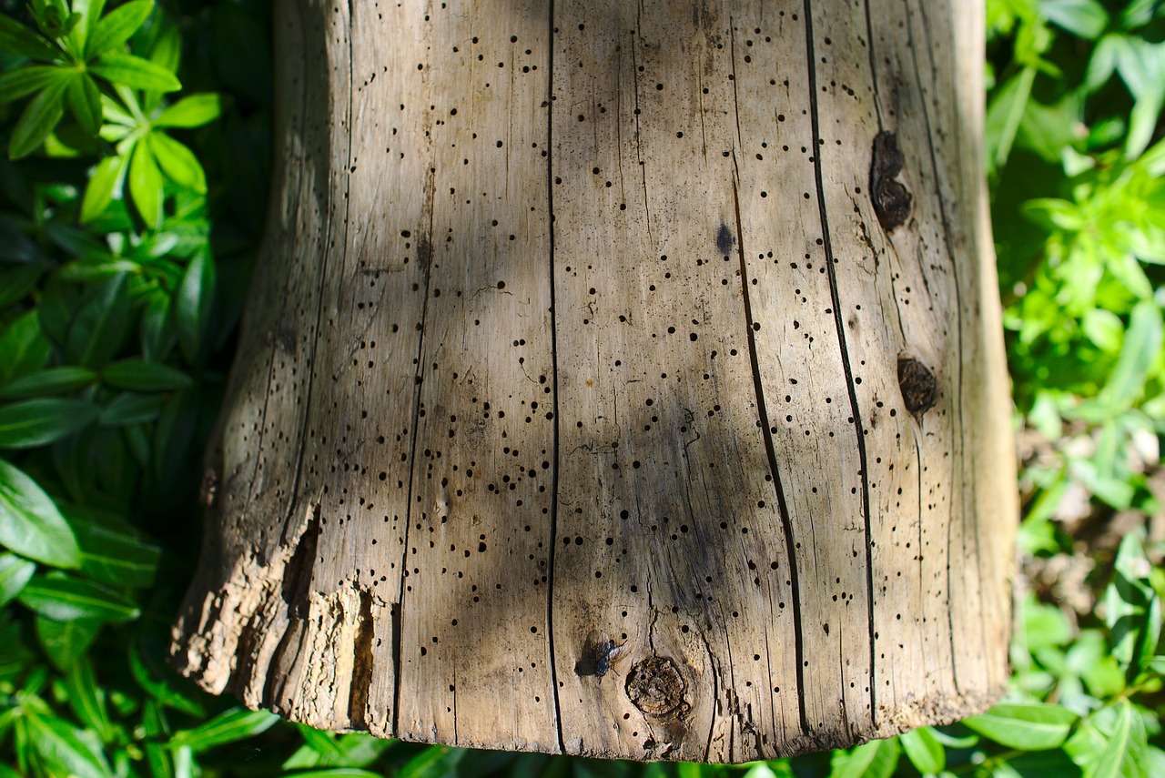 wood stump wooden free photo