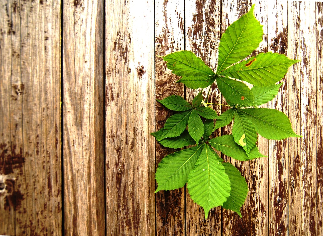 wood sheet chestnut free photo