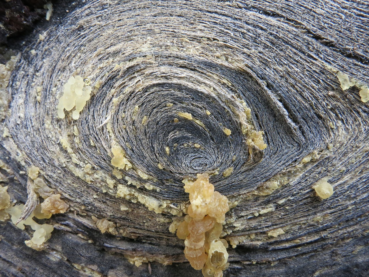 wood structure tenerife free photo