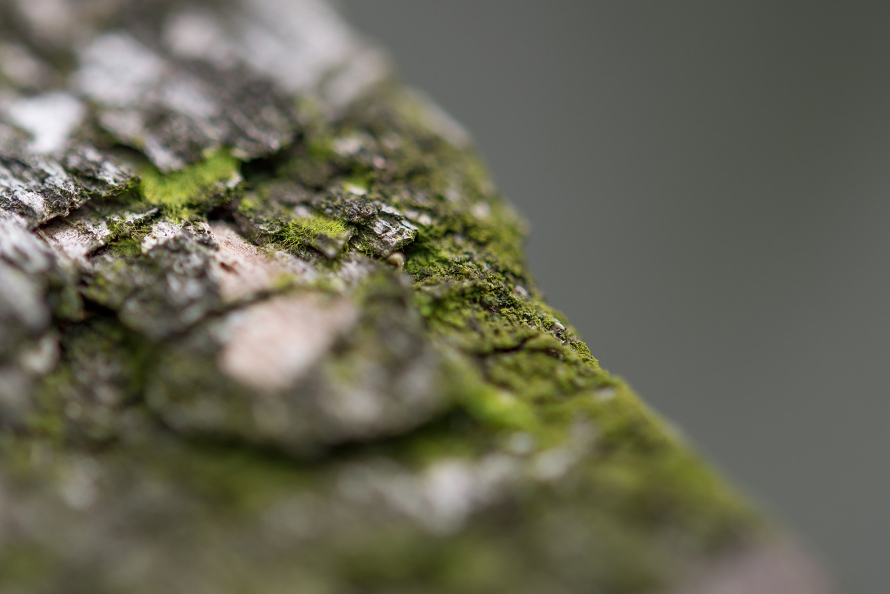 wood close up macro free photo