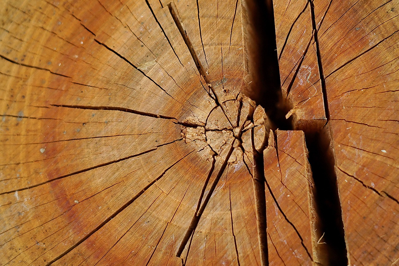 Текстура деревянного пня