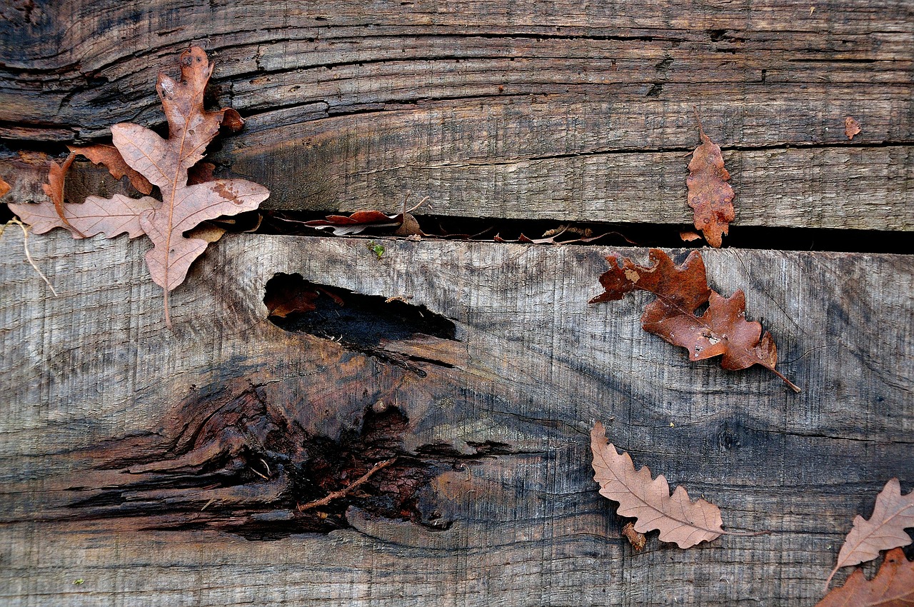 wood wood floor leaves free photo