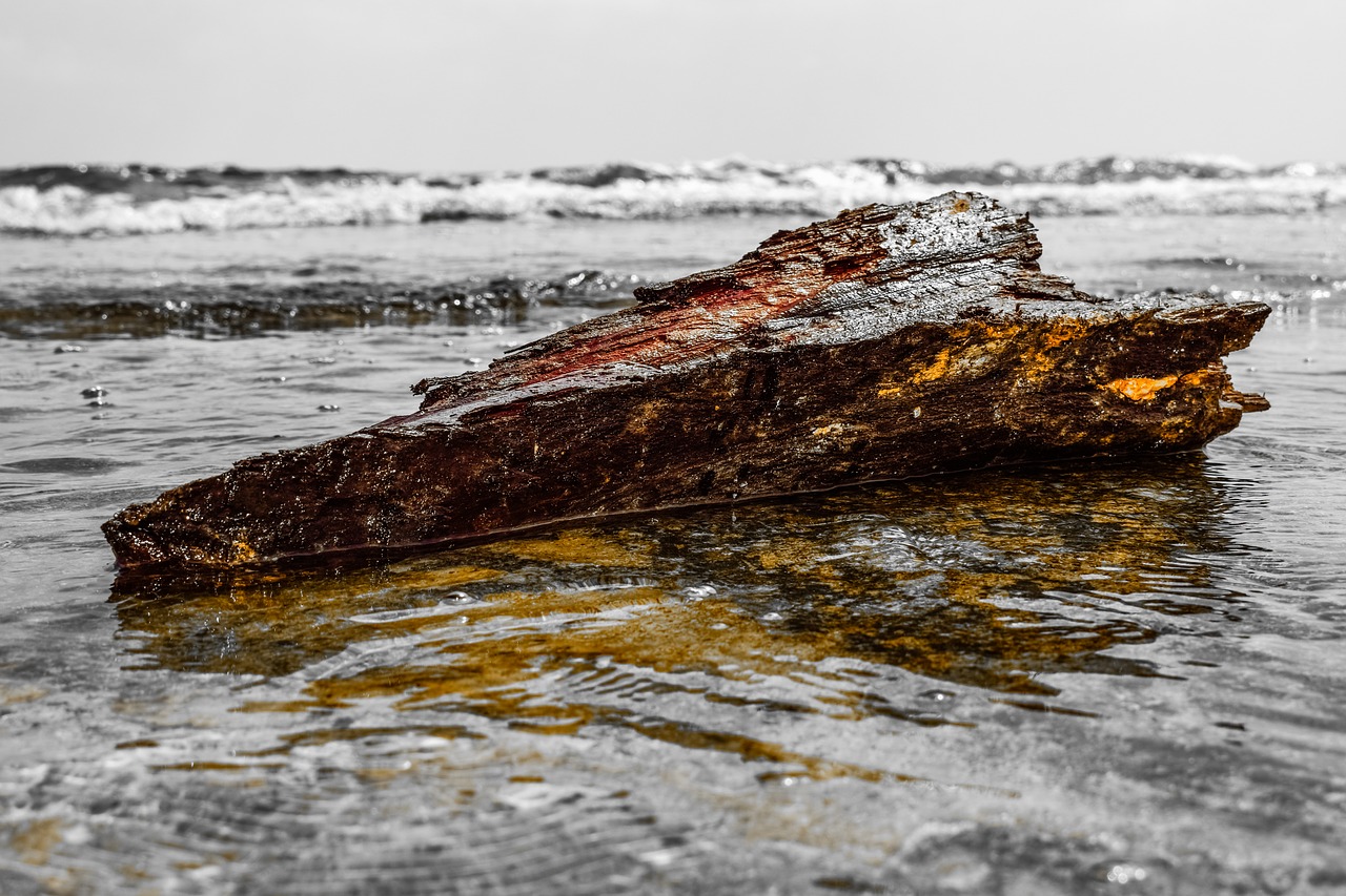 wood sea beach free photo