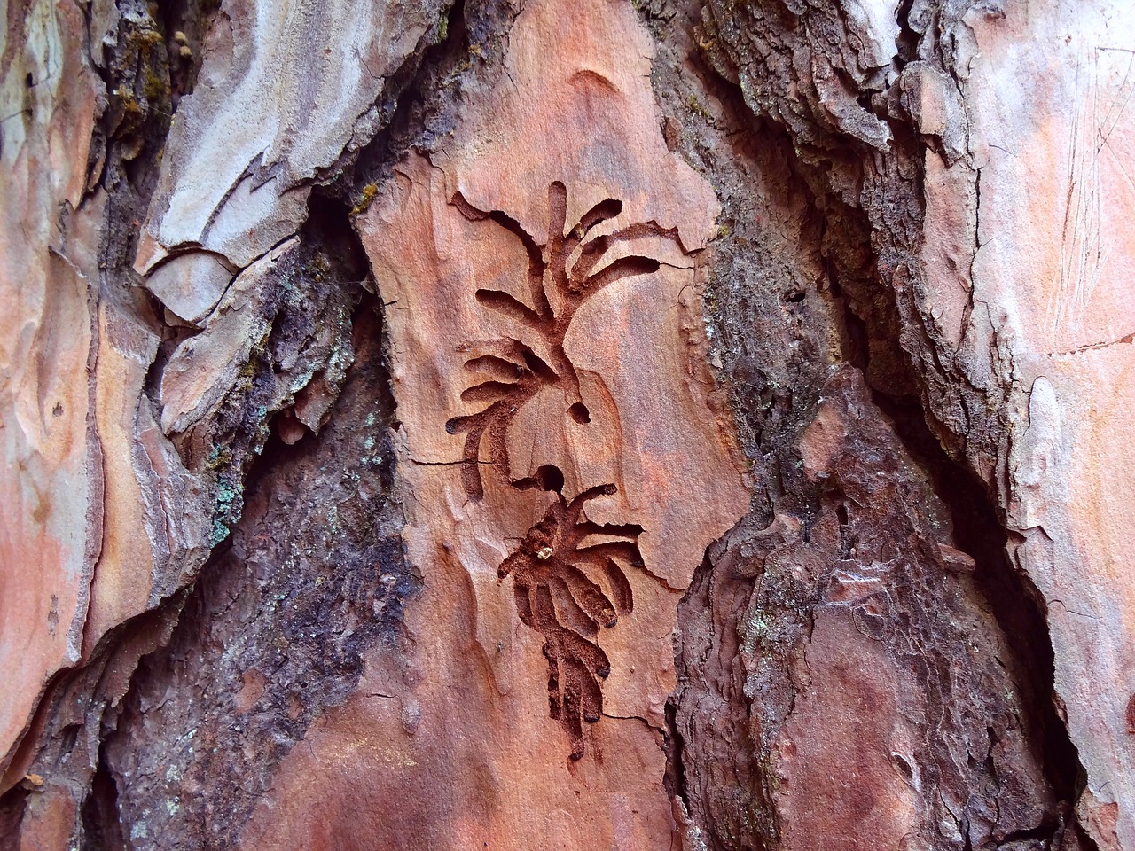 wood wood carving nature free photo