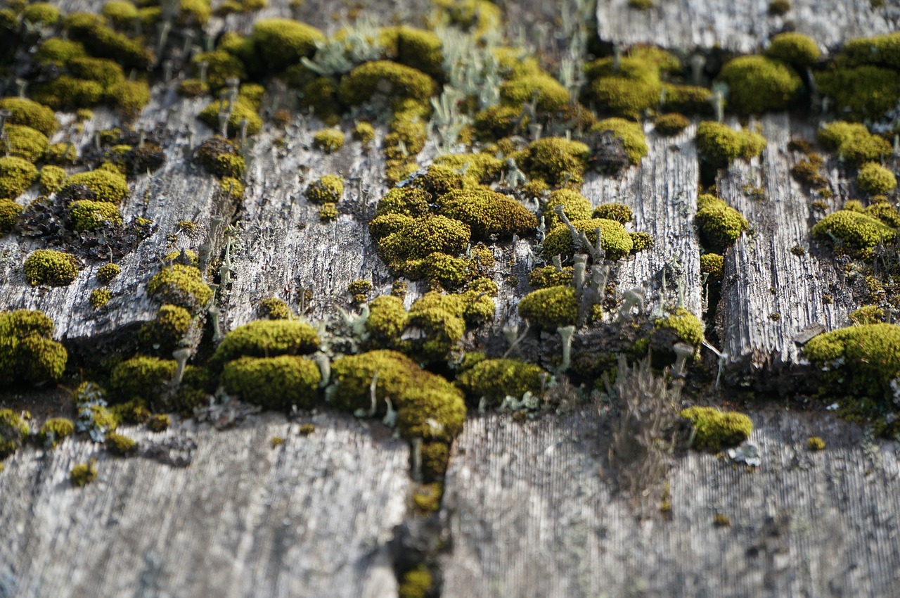 wood weathered moss free photo
