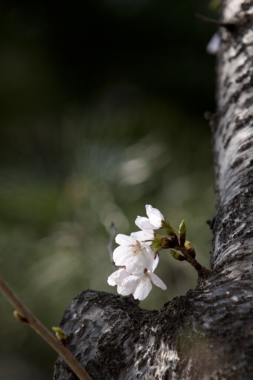 wood spring flowers free photo