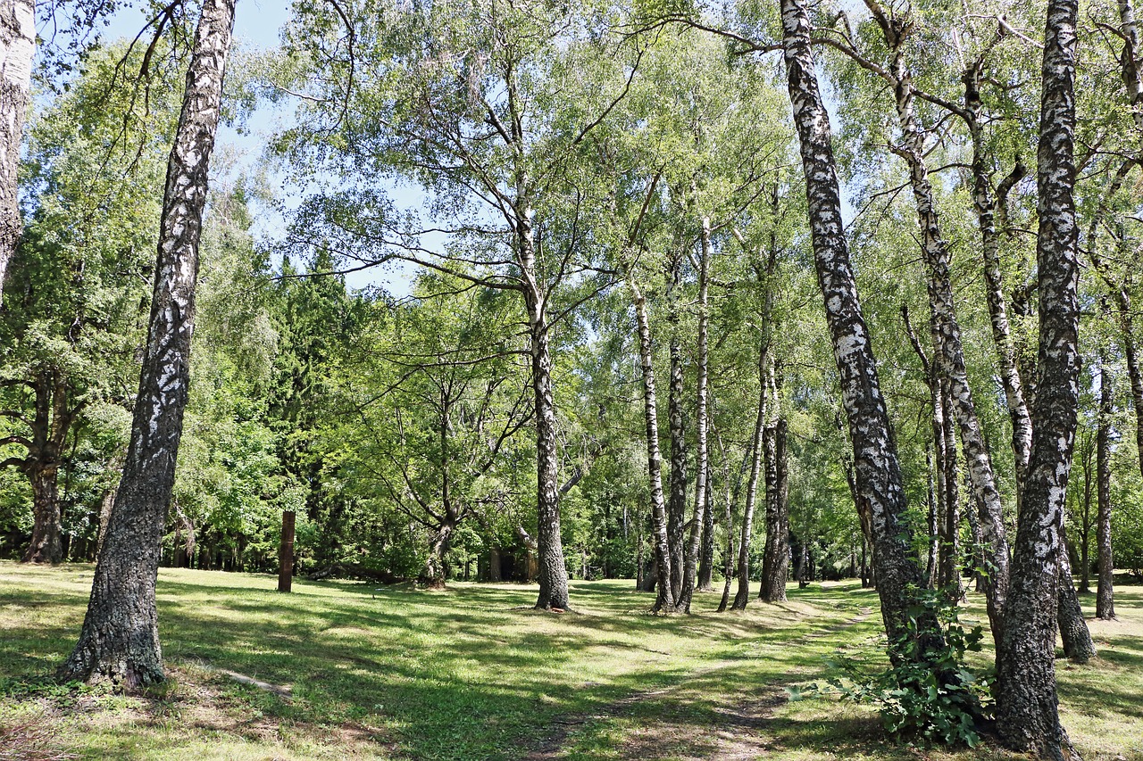 wood trees forest free photo