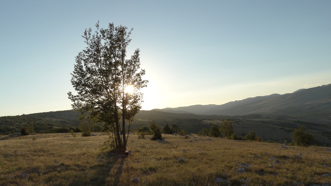 wood summer landscape free photo