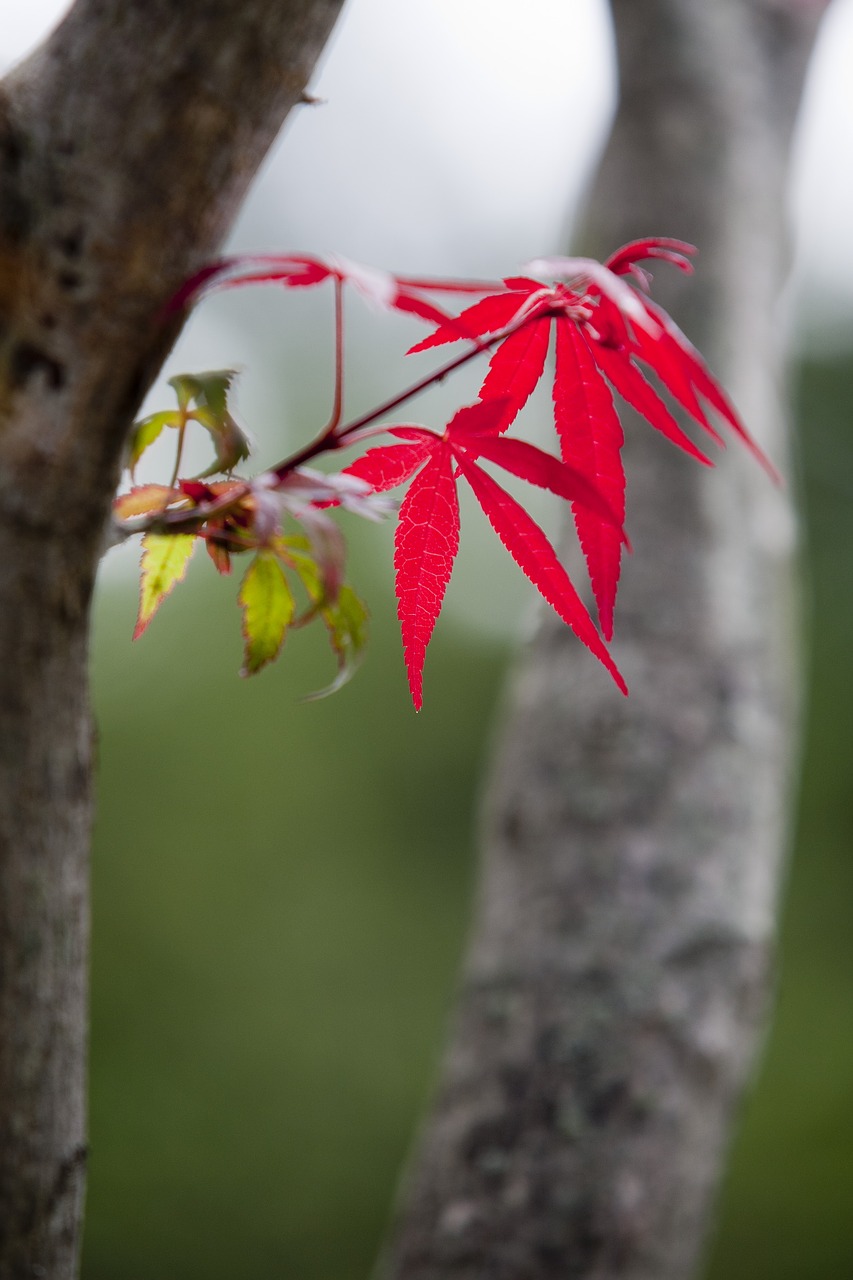 wood autumn leaves the leaves free photo