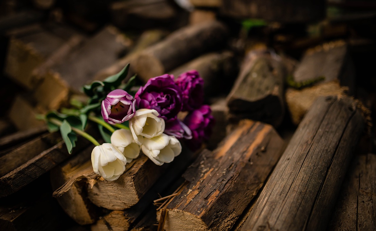 wood logs violet free photo