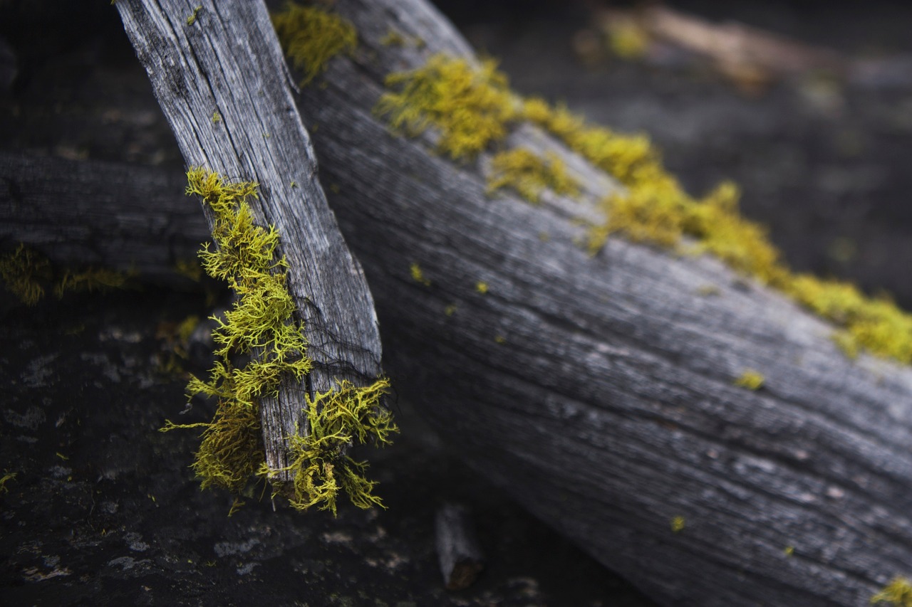 wood forest trees free photo