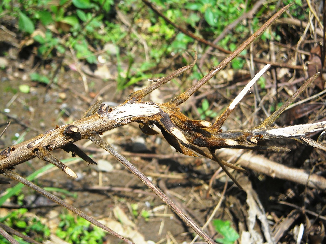 wood dahan twig free photo