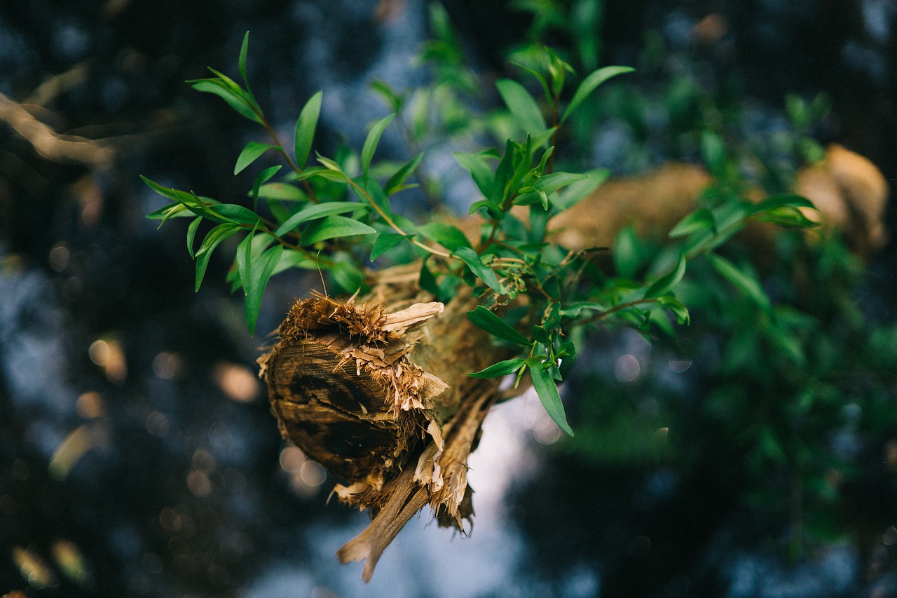 wood branch tree free photo