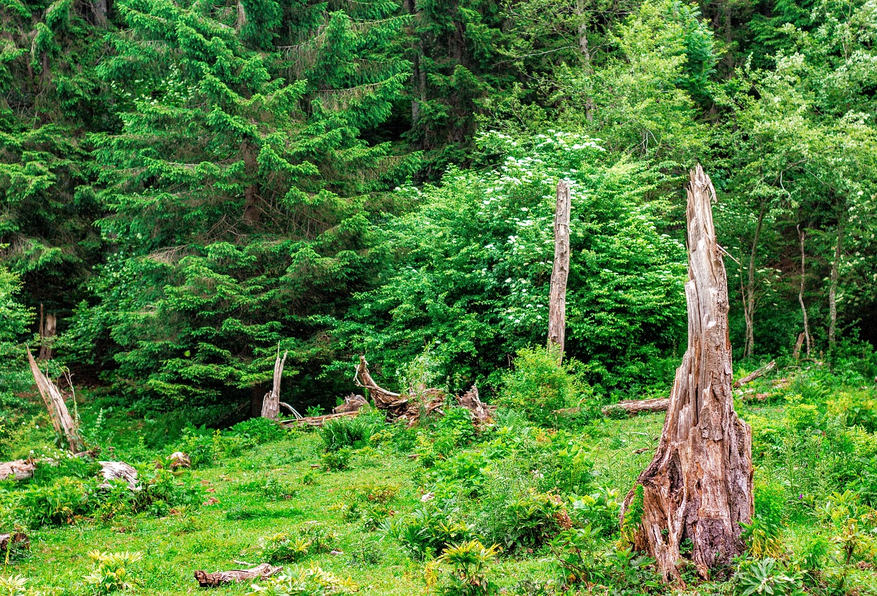 wood green plants free photo