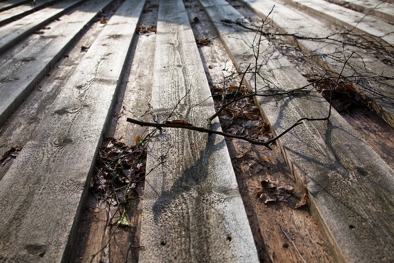 wood leaf fall free photo