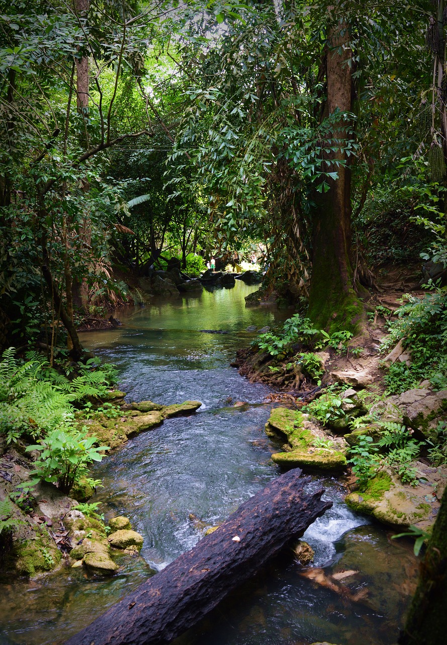 wood rocks stream free photo