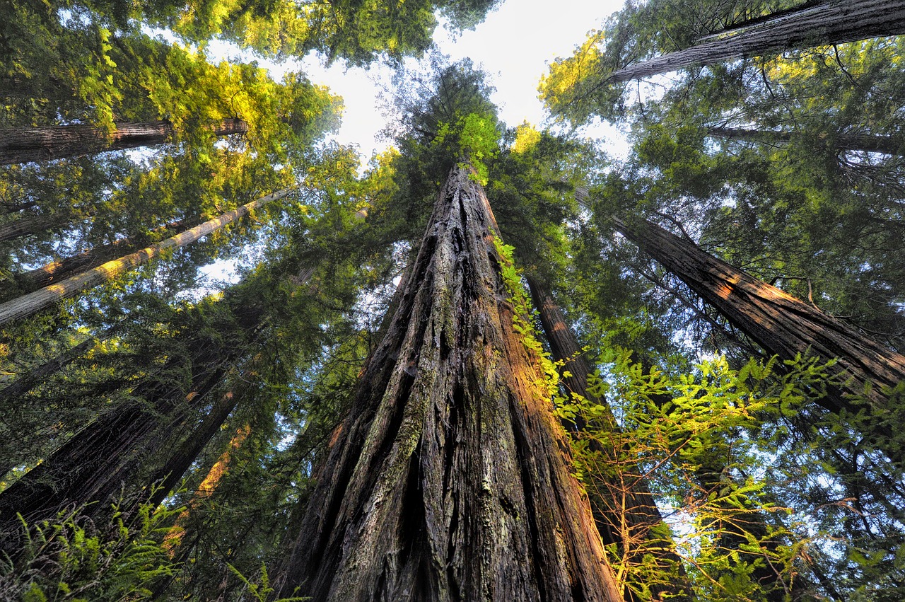 wood trees plant free photo