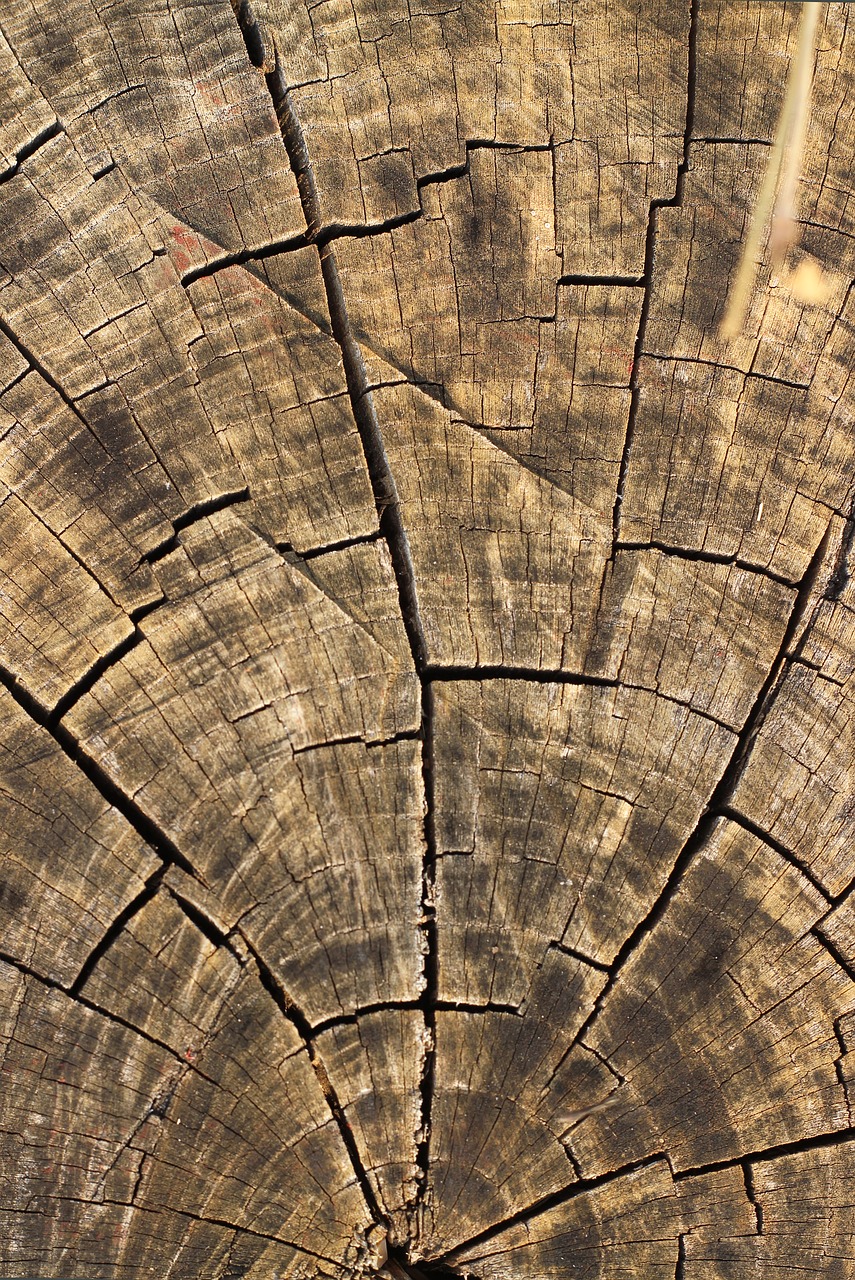 wood texture background free photo