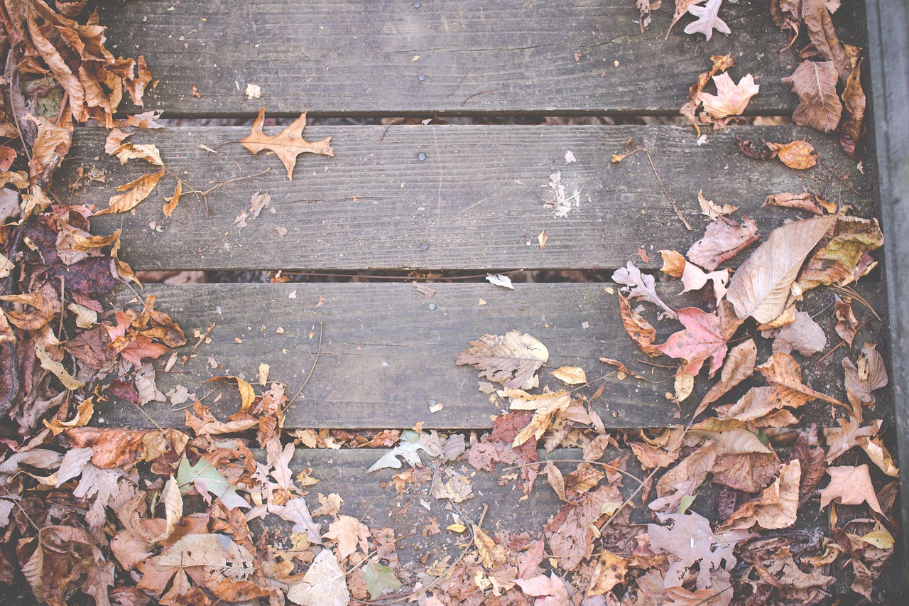 wood deck leaves free photo