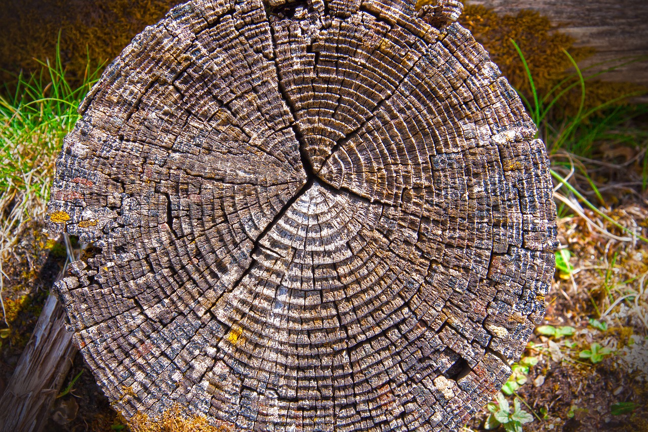 wood annual rings tribe free photo
