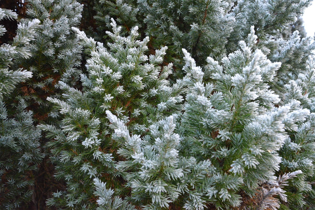 wood winter tree snow flower free photo