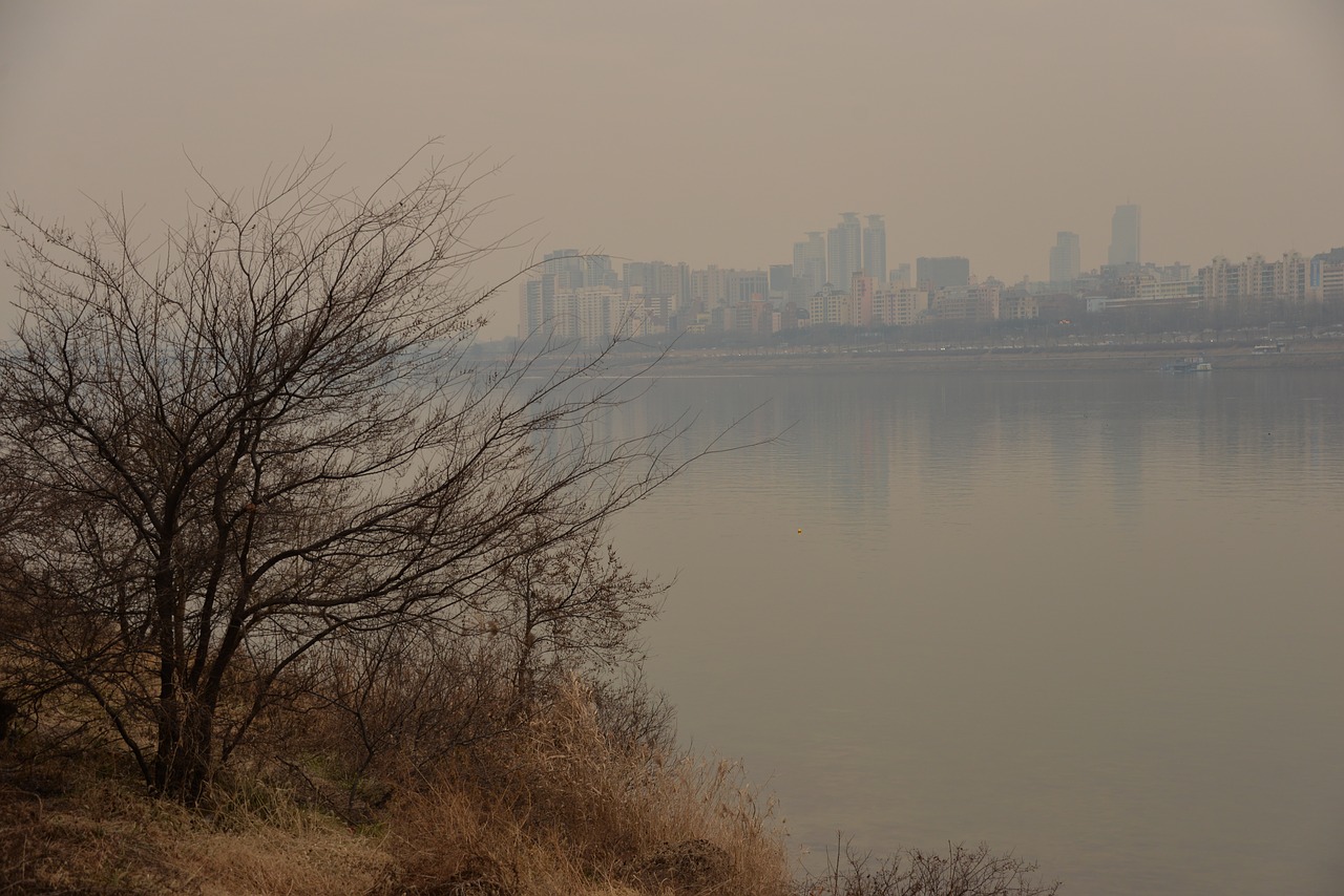 wood by the river tree free photo