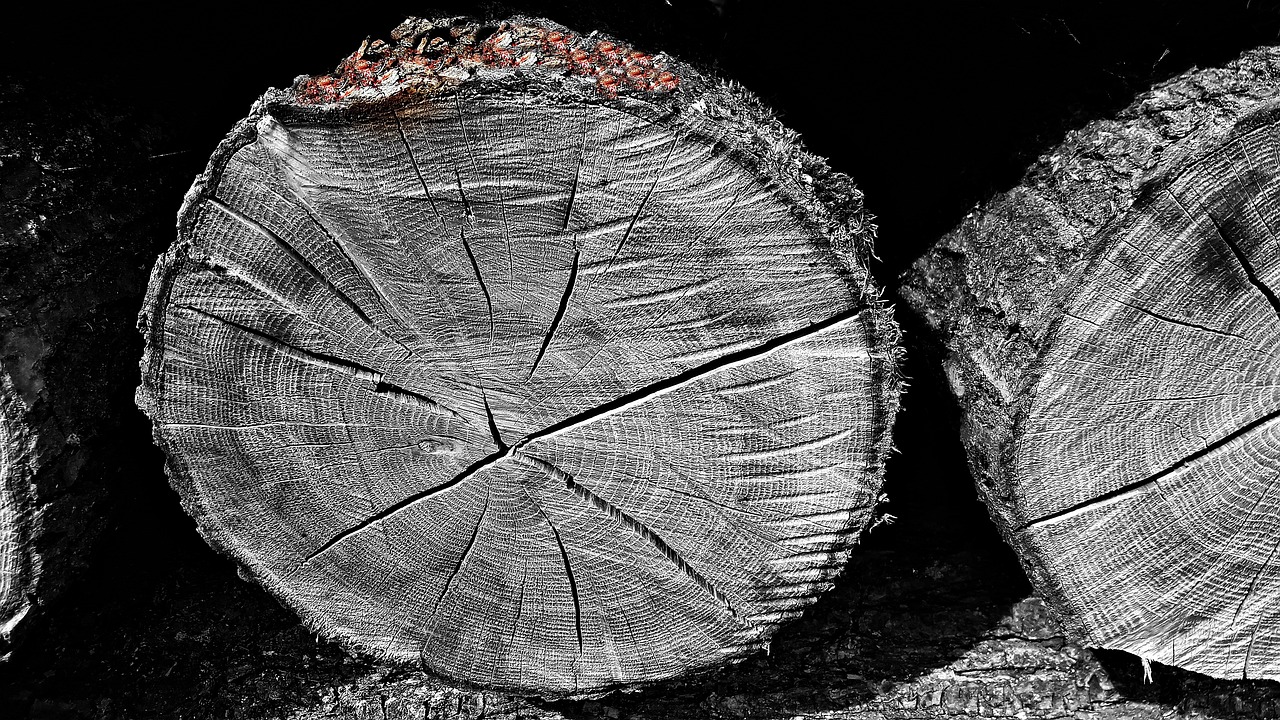 wood bale logs free photo