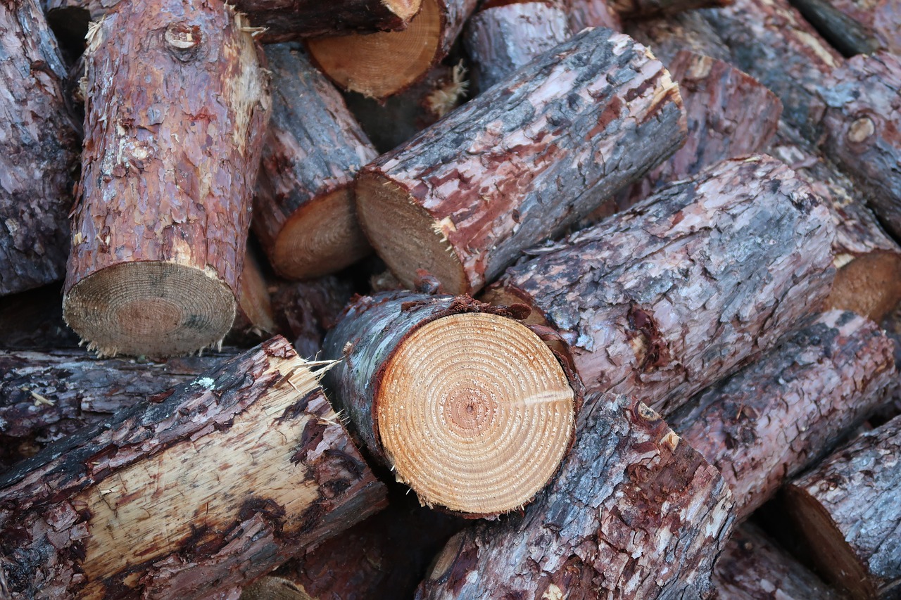 wood firewood growing stock free photo