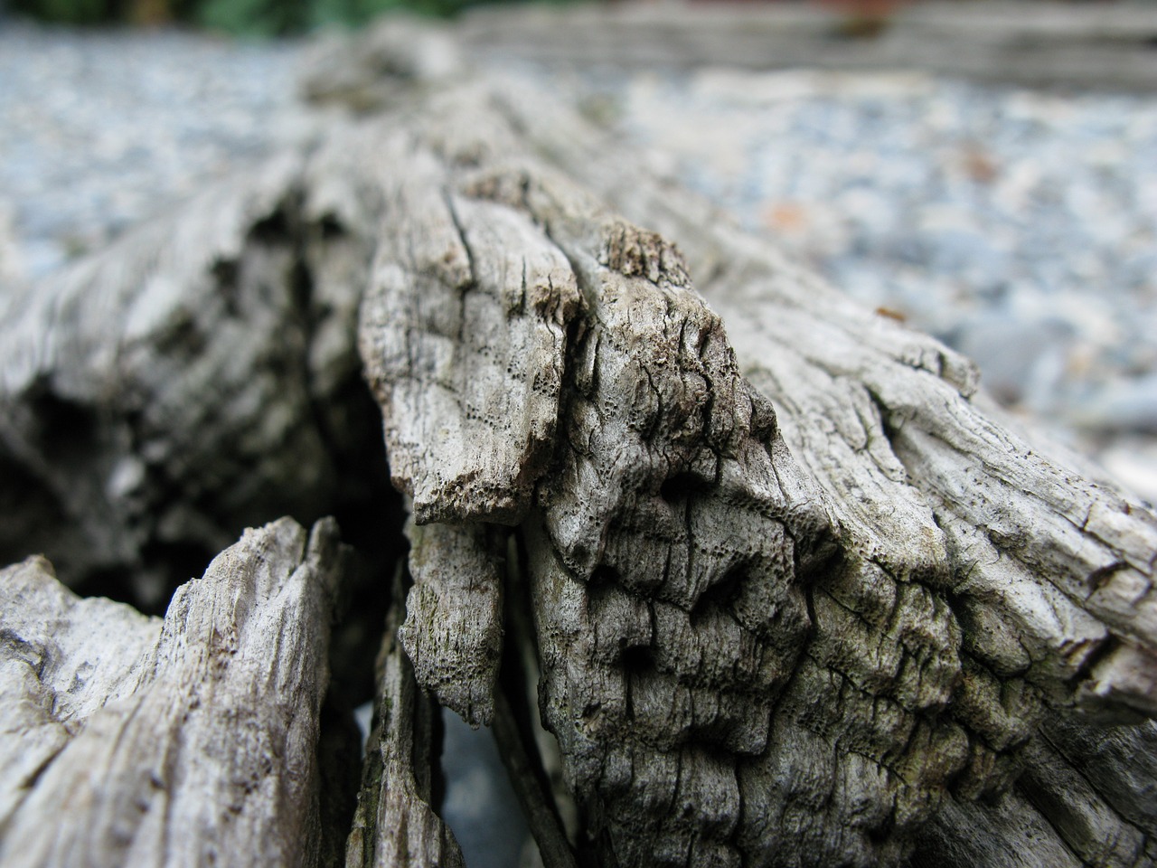 wood drift wood flotsam free photo