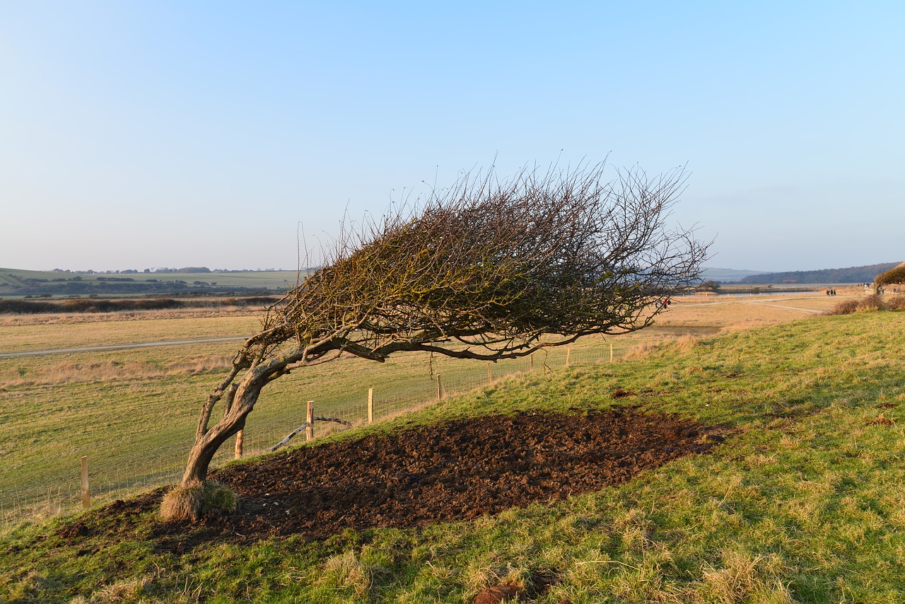 wood wind plants free photo