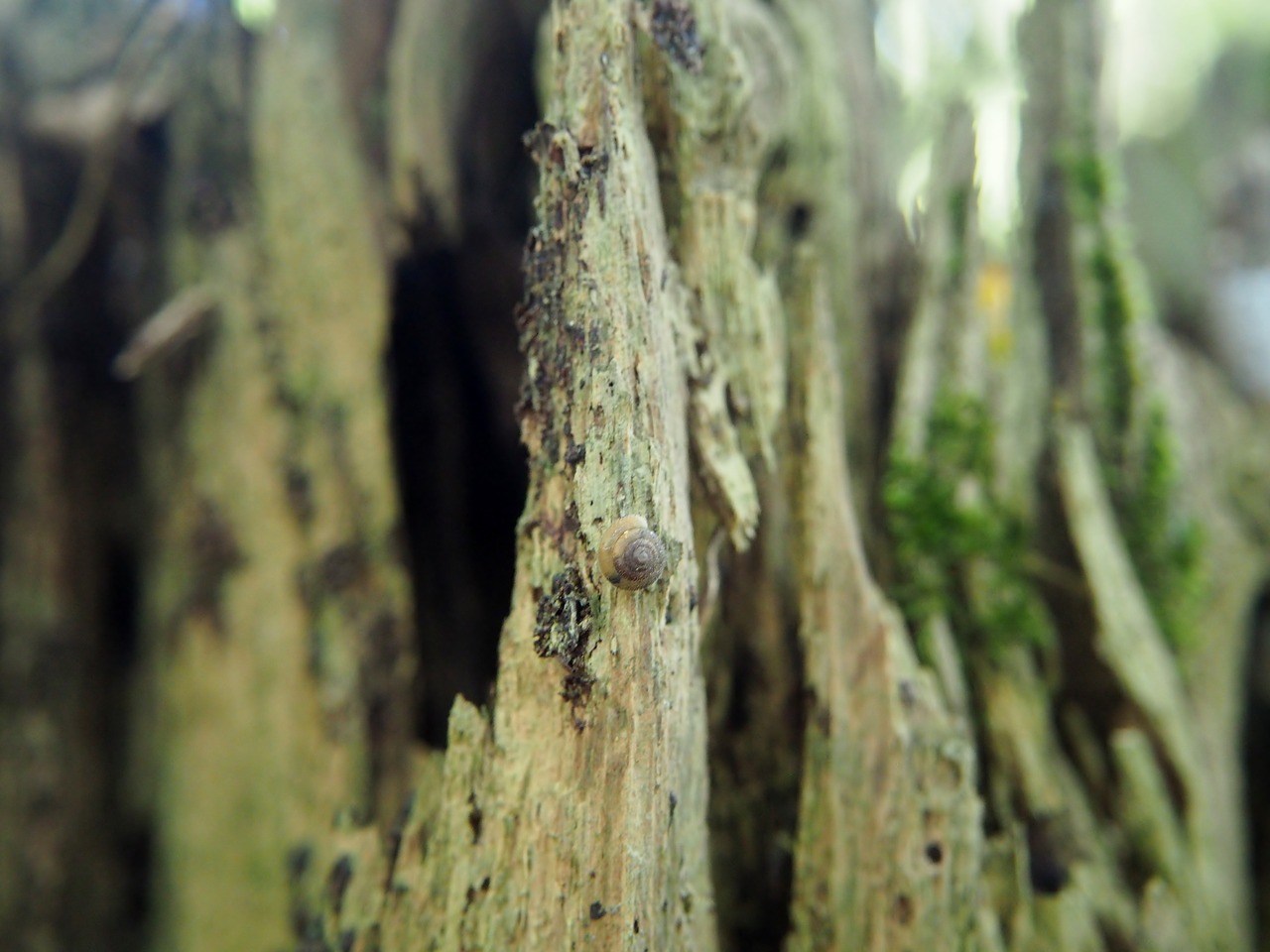 wood forest log free photo