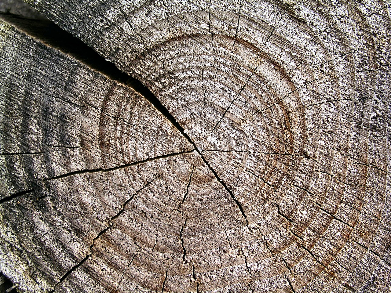 wood trunk texture free photo