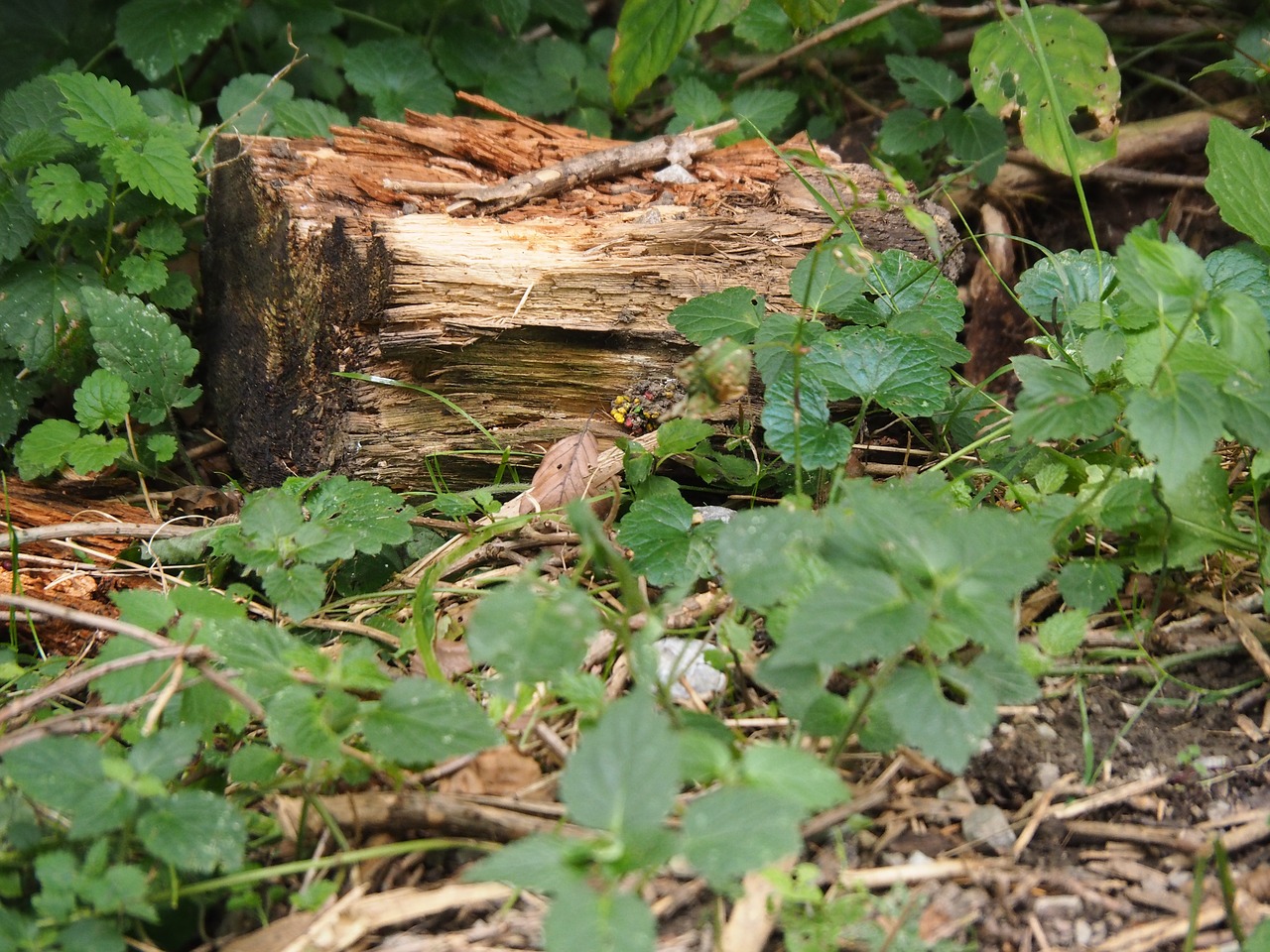wood tree stump log free photo