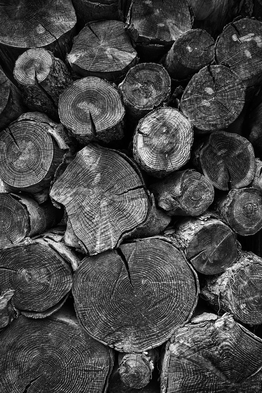 wood trunks lena free photo