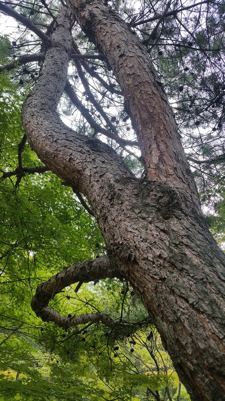 wood trunk botany bark free photo