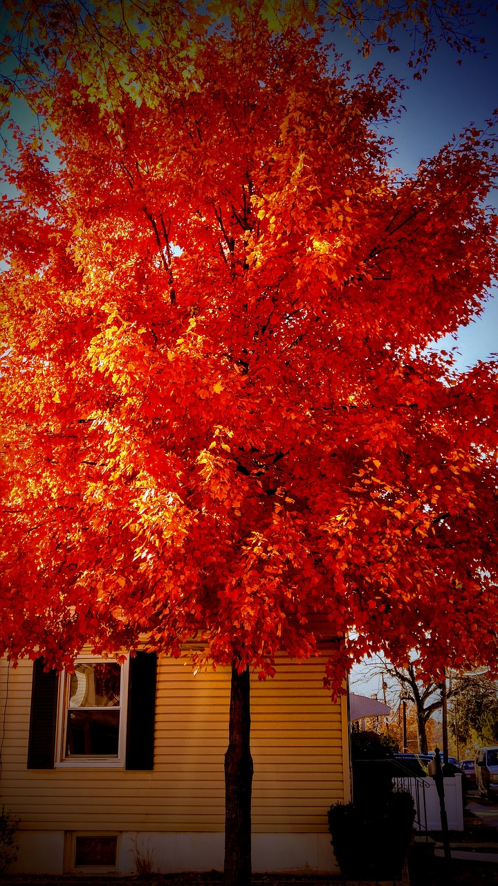 wood leaves colors free photo