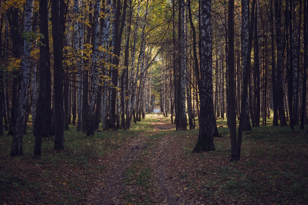 wood landscape tree free photo