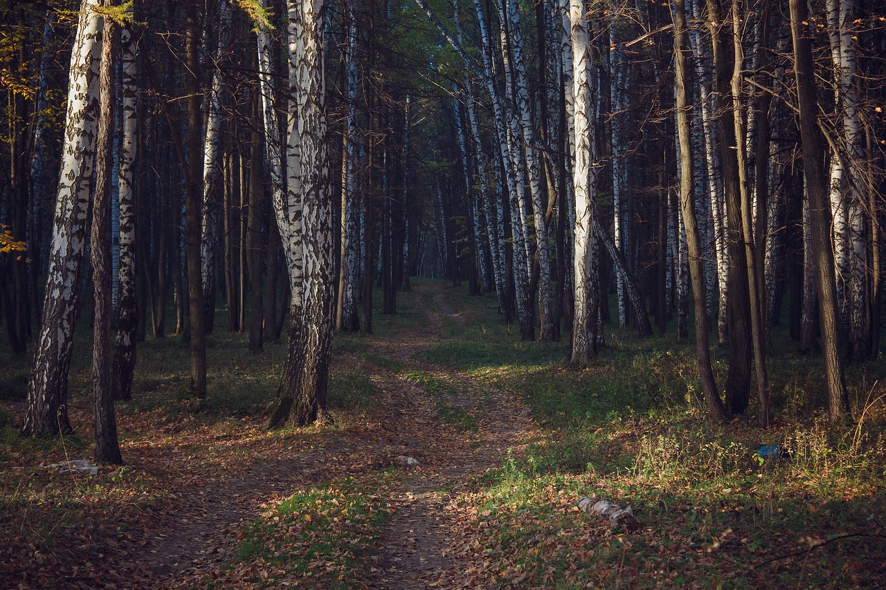 wood landscape tree free photo