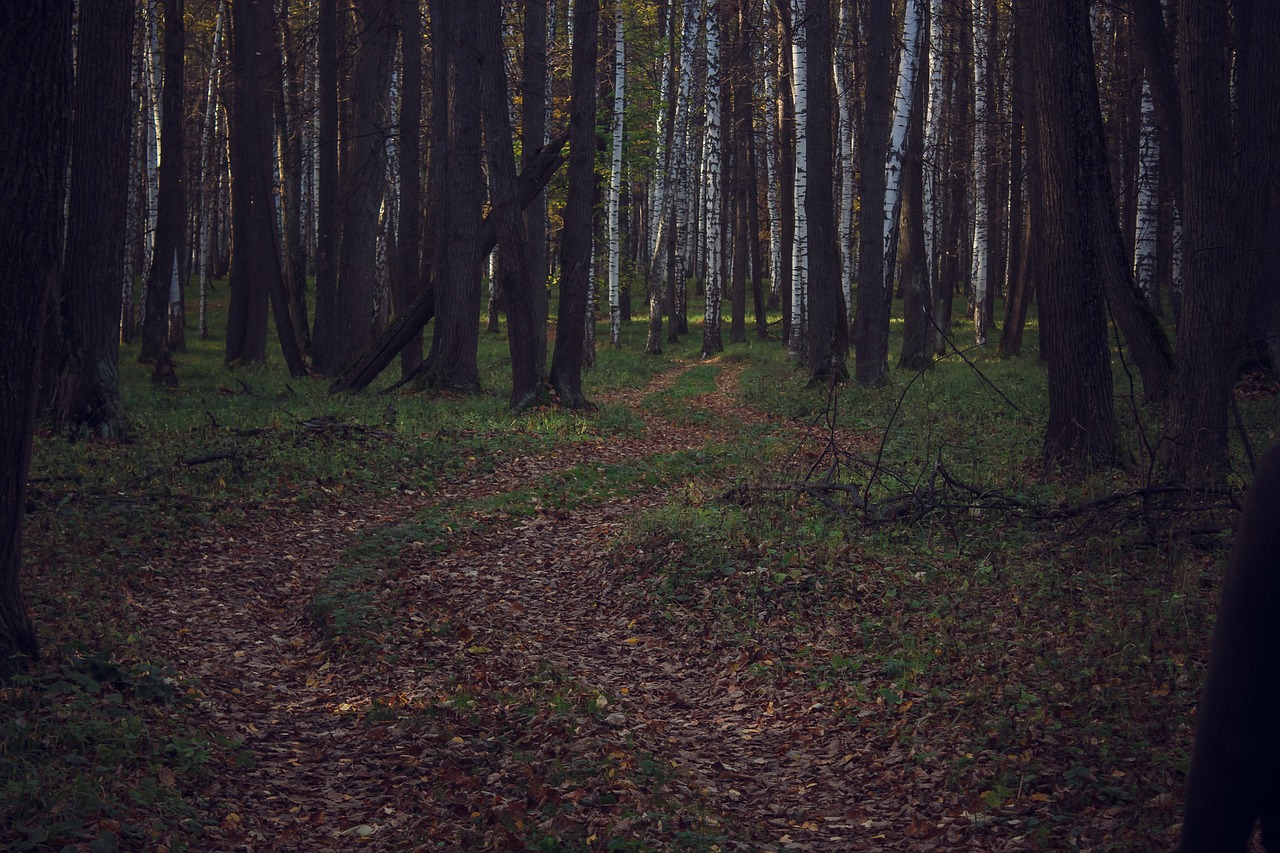 wood landscape tree free photo