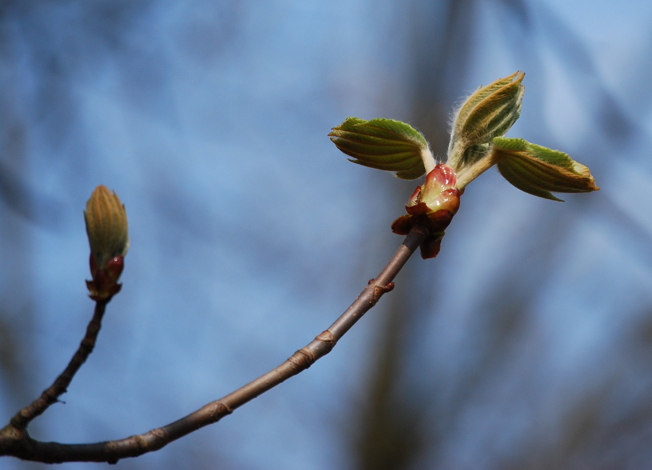 wood bud spring free photo