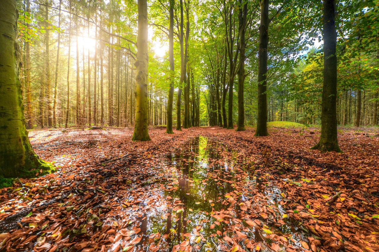 wood rain reflection free photo