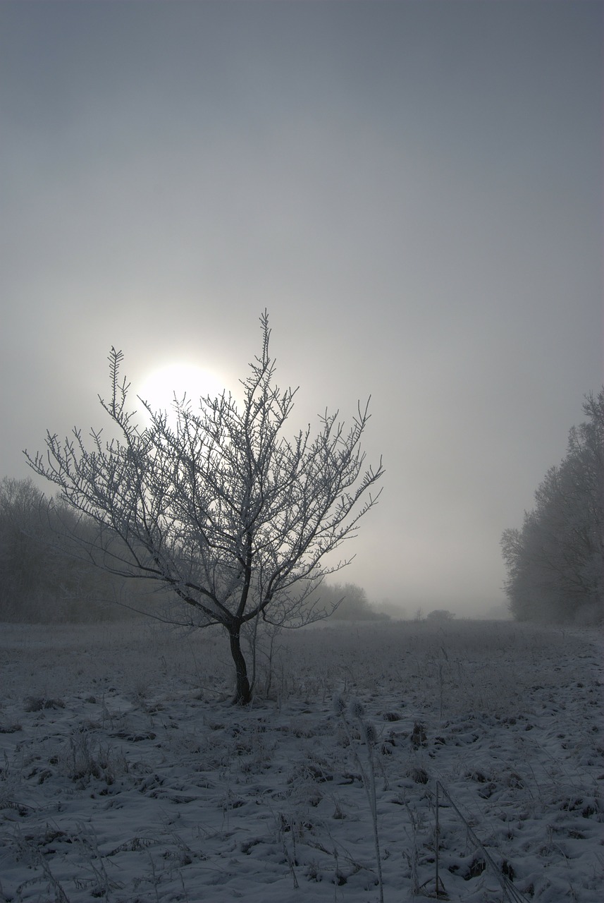 wood frost fog free photo